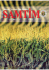 Samtim 33