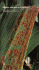 D - cimmyt