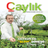 Çaylık Haziran 2014